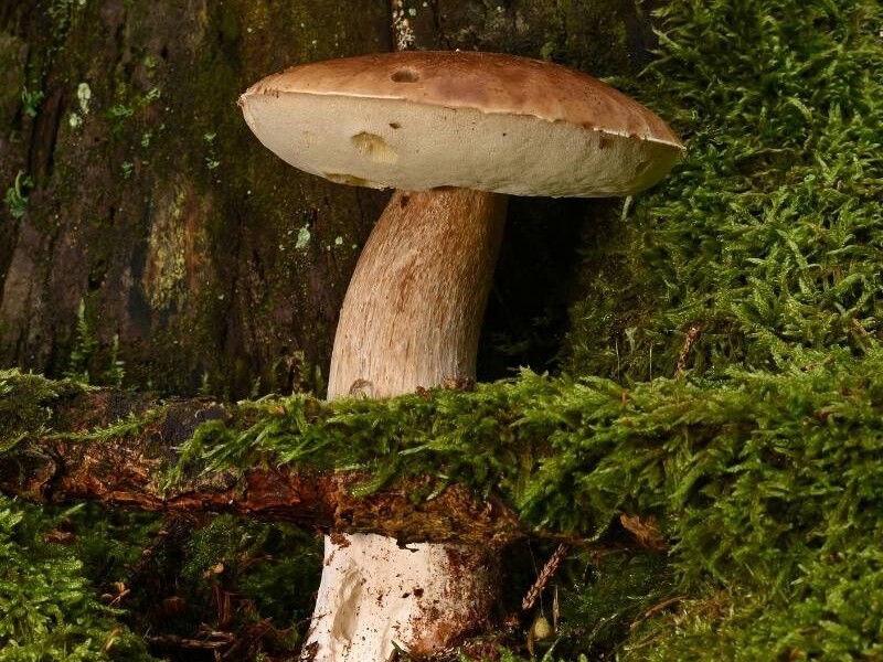 Pilzwanderungen Hamburg