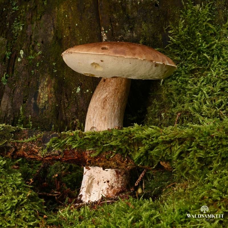 Pilzwanderungen Hamburg