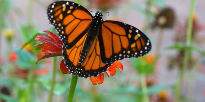 Vogelführung Berlin