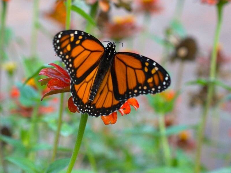 Vogelführung Berlin