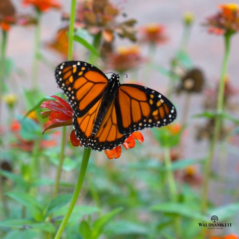 Vogelführung Berlin