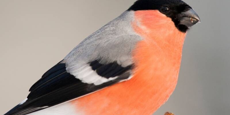 Vogelführung Berlin