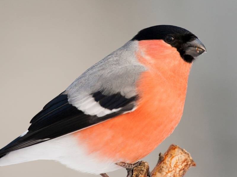 Vogelführung Berlin