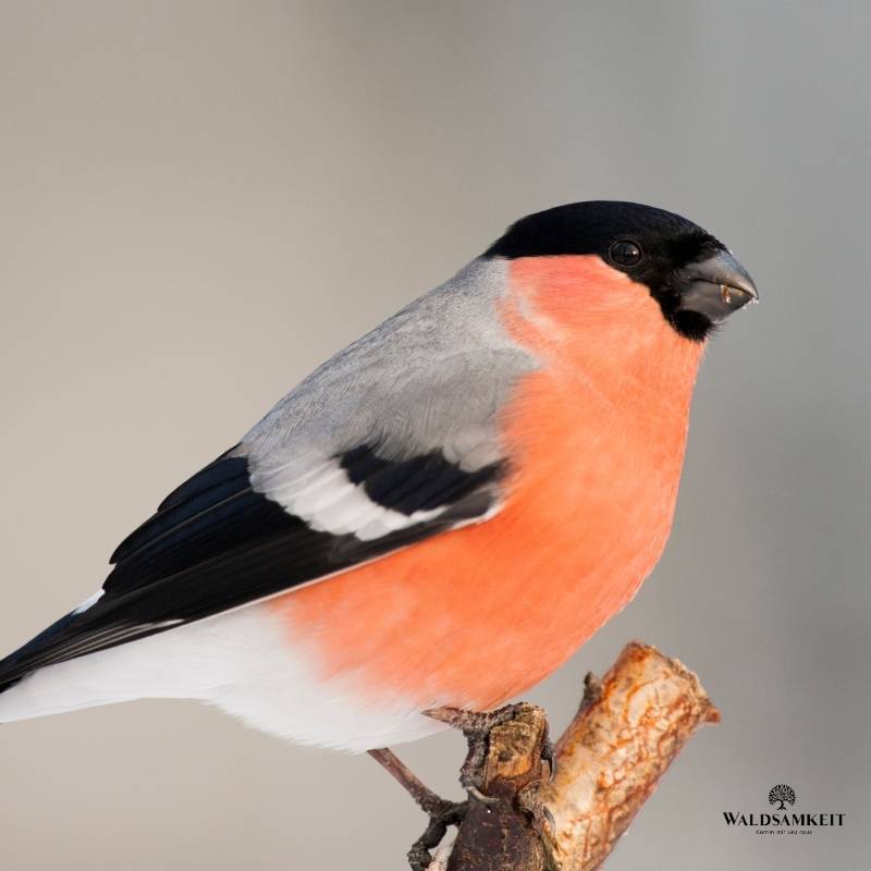 Vogelführung Berlin