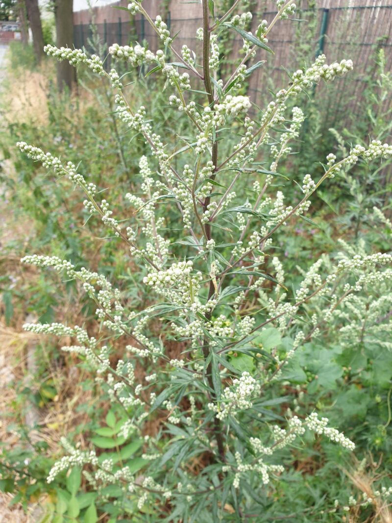 Gemeiner Beifuß, Artemisia vulgaris