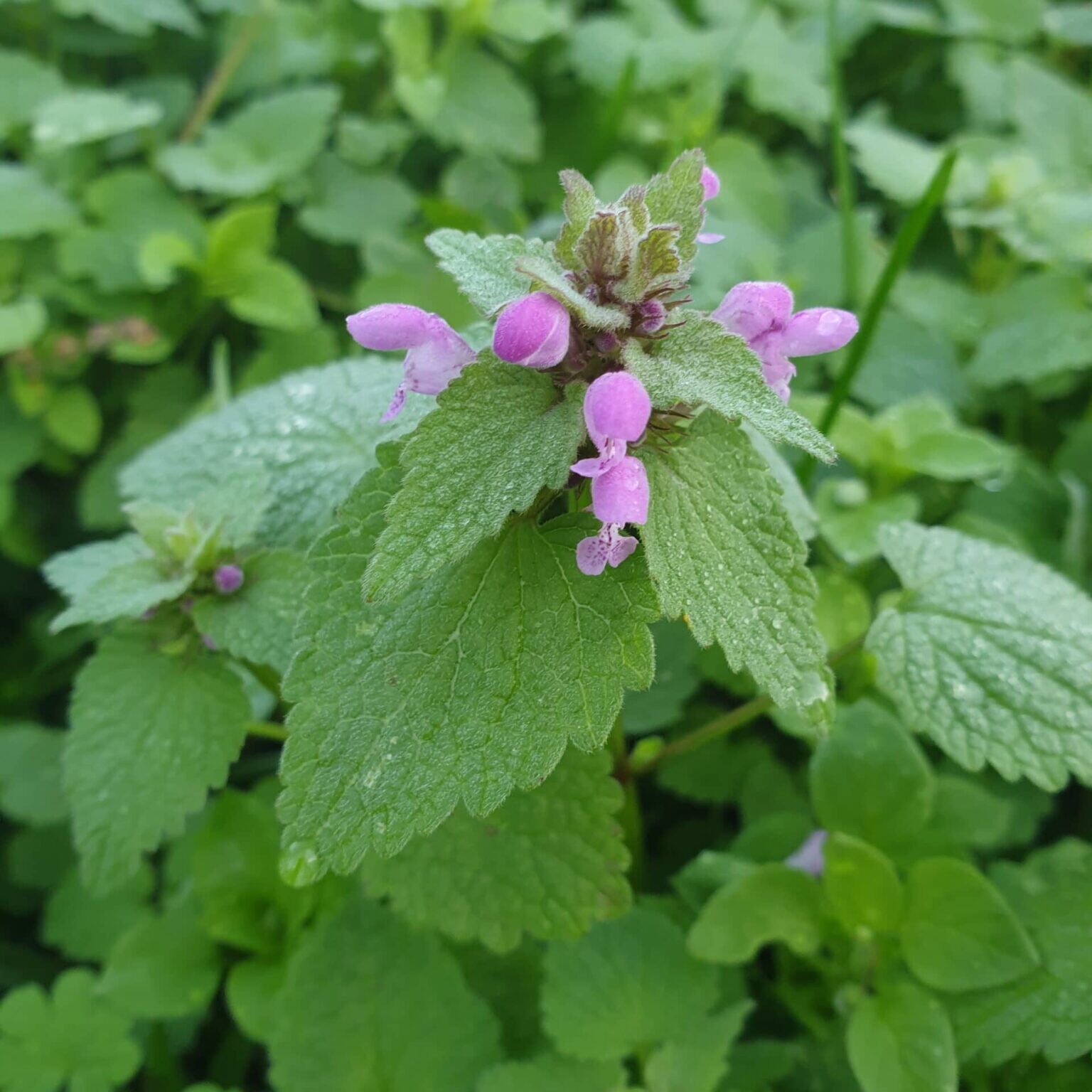 Purpurrote Taubnessel , Lamium purpureum