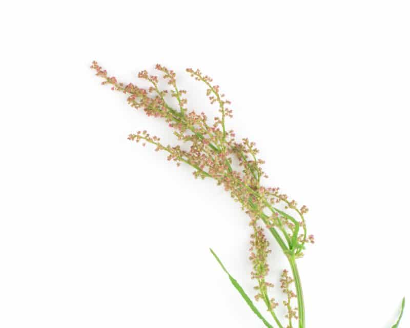 Blütenstand des Wiesen - Sauerampfers (Rumex acetosa)