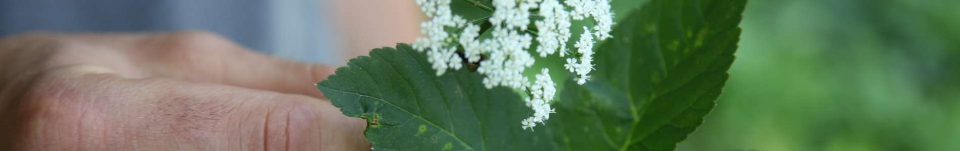 Gutschein Kr&auml;uterwanderung