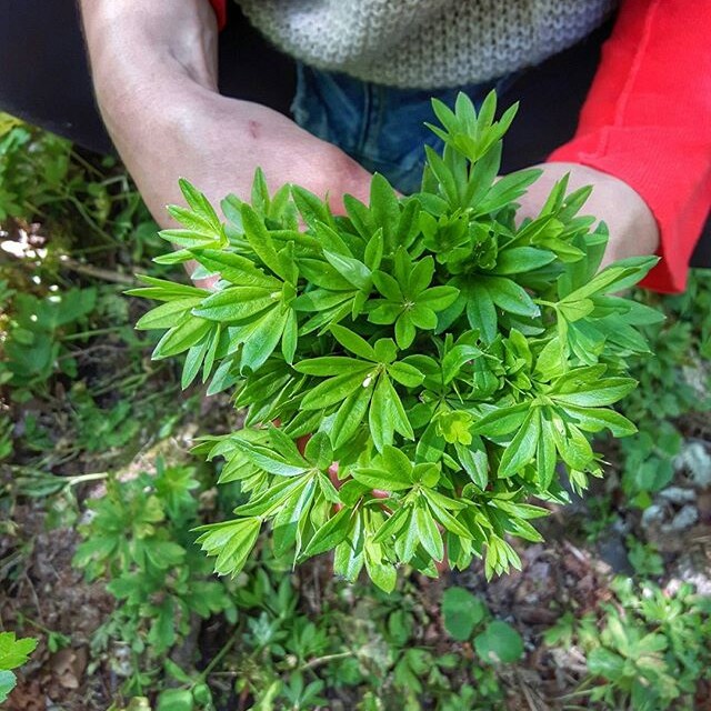 Gutschein Kräuterwanderung