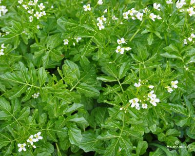 Brunnenkresse Samen