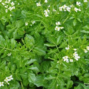 Brunnenkresse Samen