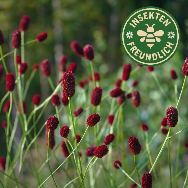 Großer Wiesenknopf Samen