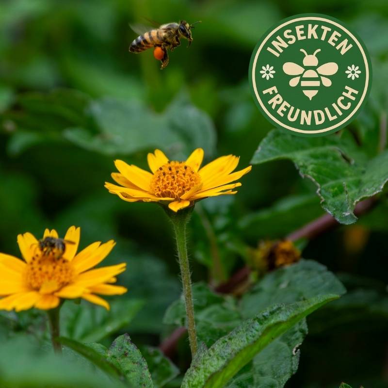 Wiesen Arnika Samen