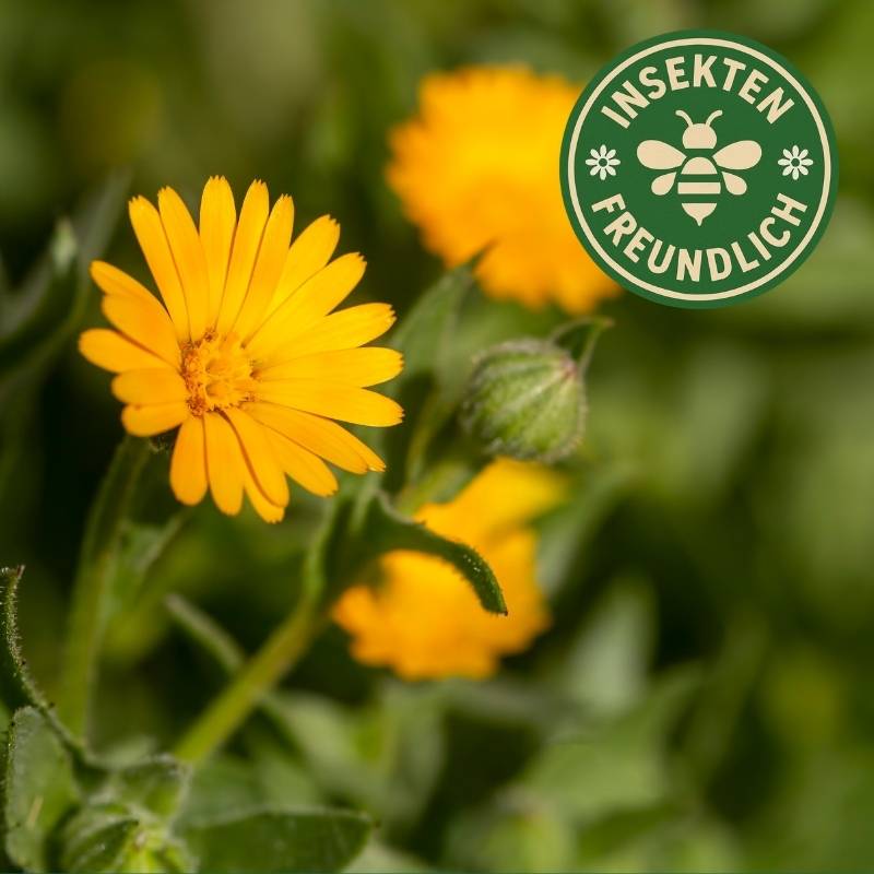 Acker Ringelblume Samen