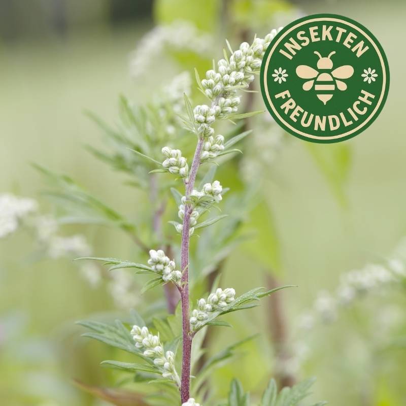 Beifuß Samen kaufen