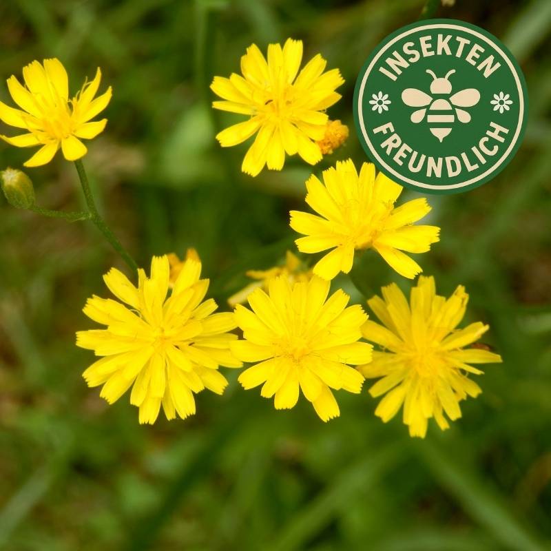 Löwenzahnsamen
