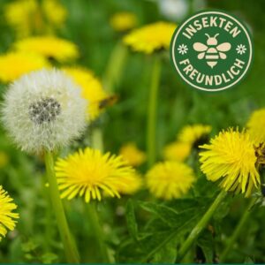 Löwenzahn Saatgut