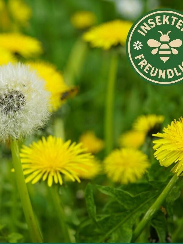 Löwenzahn Saatgut