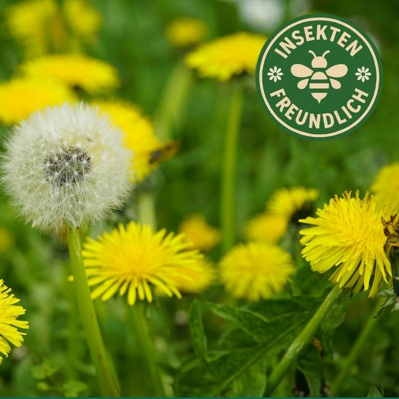 Löwenzahn Saatgut