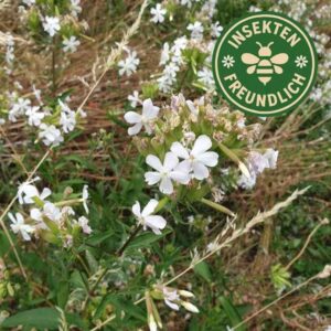 Echtes Seifenkraut Samen