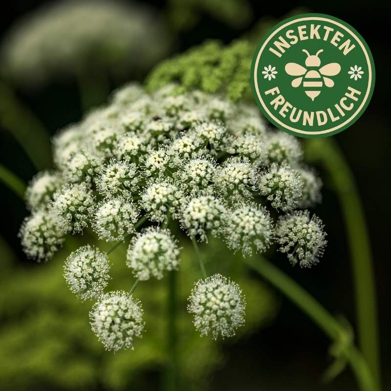 Wald Engelwurz Samen