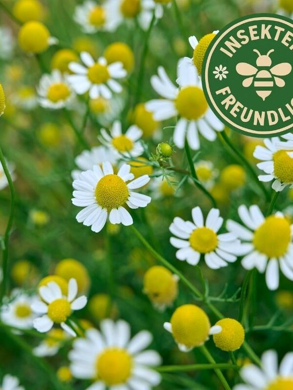 Echte Kamille Samen