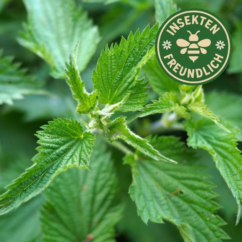 Brennessel Saatgut