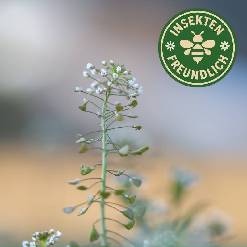 Hirtentäschel Samen