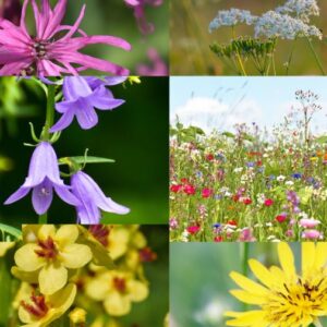 Essbare Blüten Samen