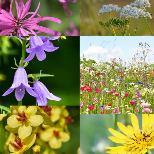Essbare Blüten Samen