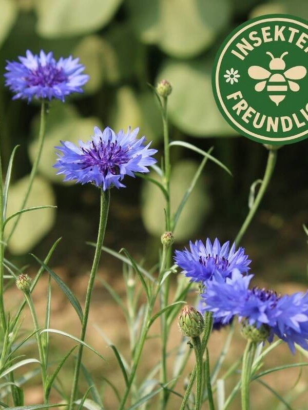 Kornblume Samen