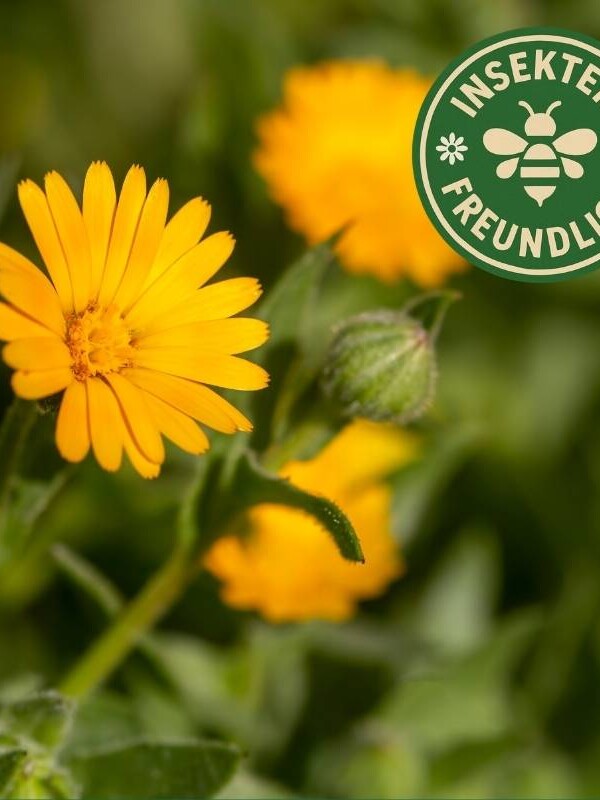 Acker Ringelblume Samen