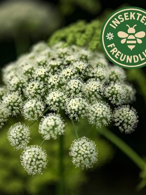 Wald Engelwurz Samen