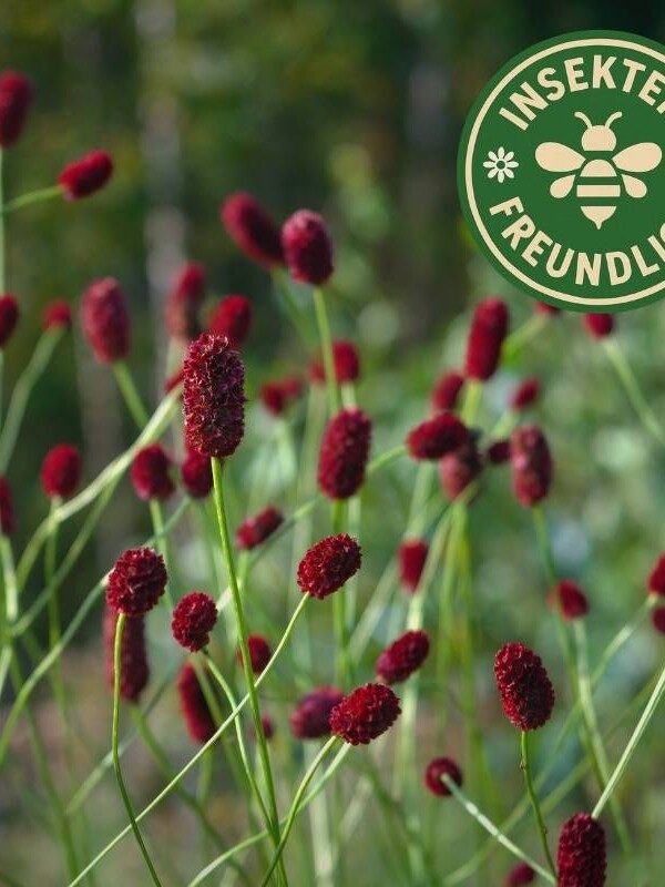 Großer Wiesenknopf Samen