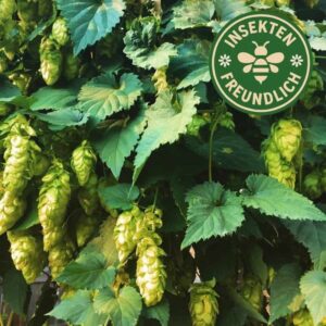 Wilder Hopfen Samen