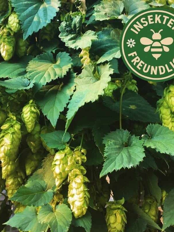 Wilder Hopfen Samen