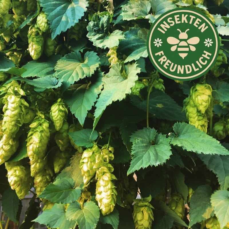 Wilder Hopfen Samen