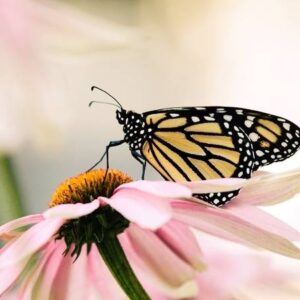 Insektenführung