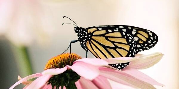 Insektenführung