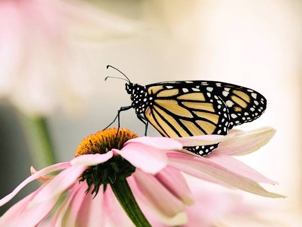 Insektenführung