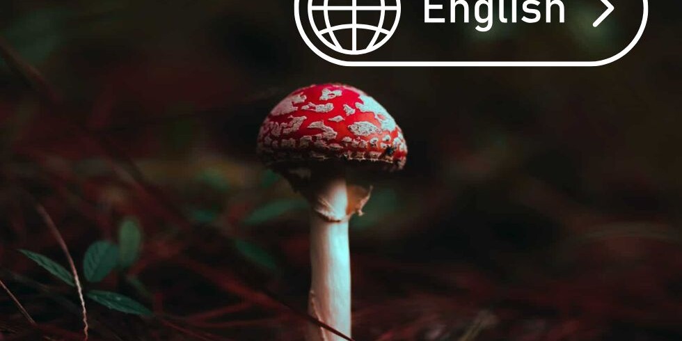 mushroom berlin