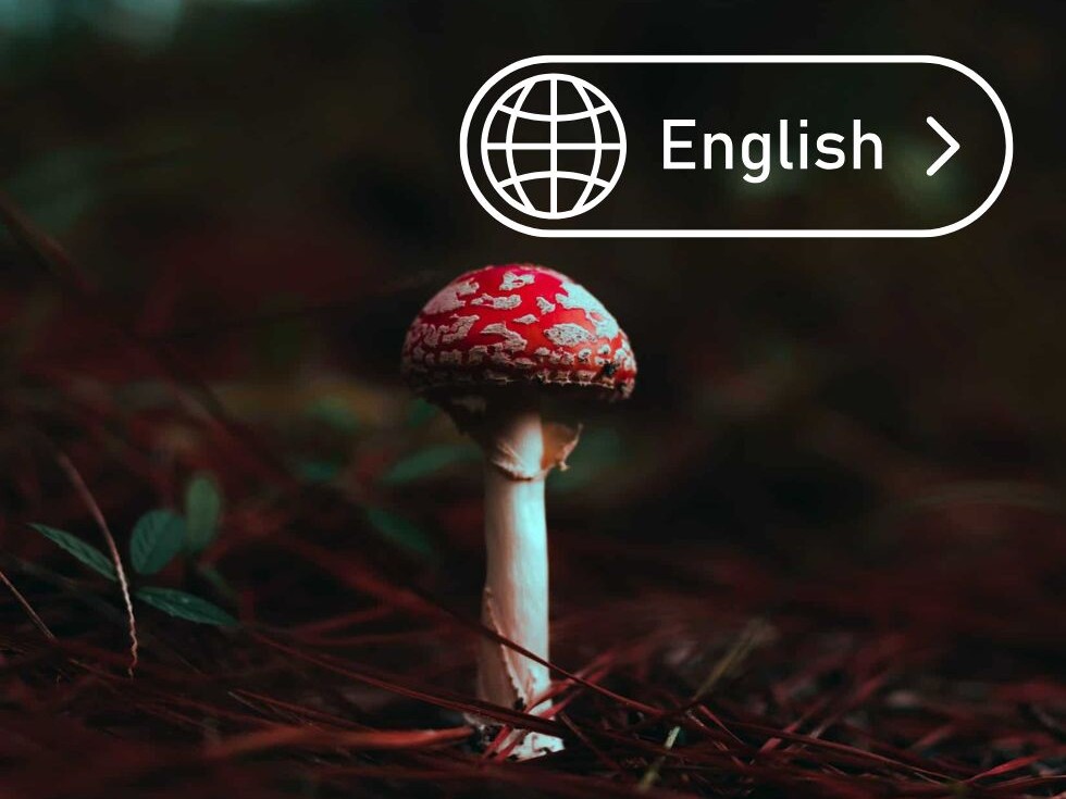 mushroom berlin