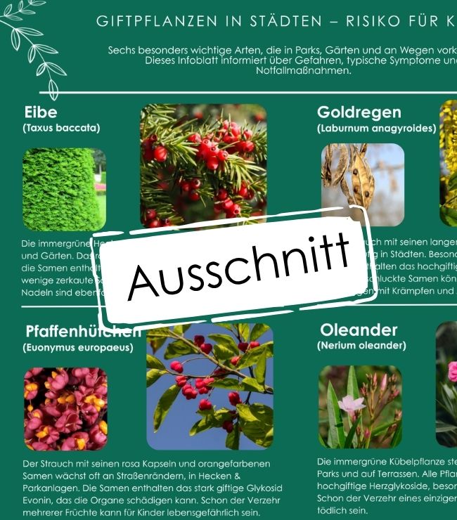 Giftpflanzen Kindergarten