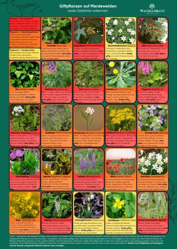 Giftige Pflanzen für Pferde