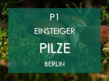 Pilzkurs