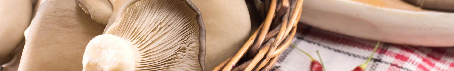 Pilze z&uuml;chten Anleitung