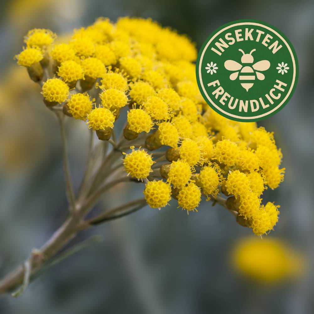 strohblumen samen