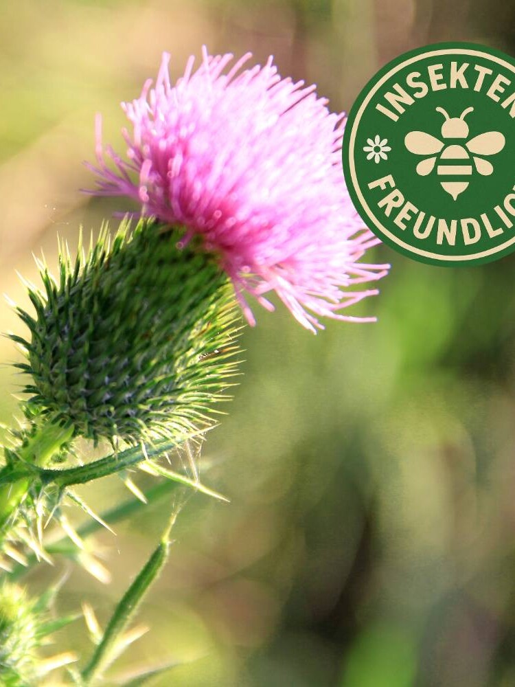 distel samen