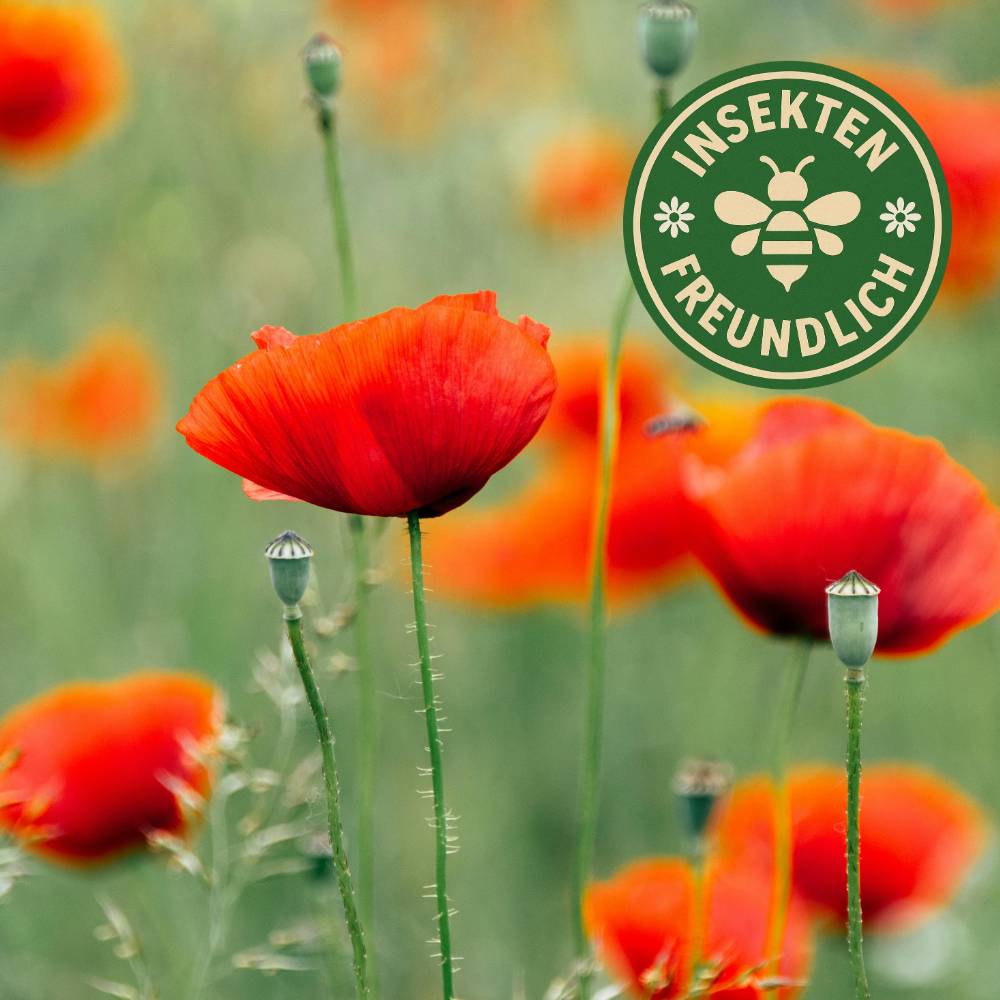 mohn saatgut