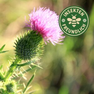 distel samen
